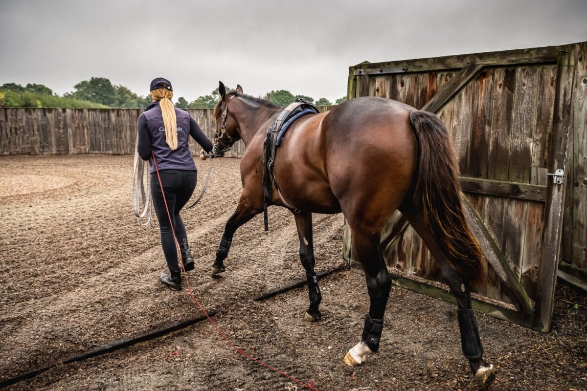 Part 2: Building Condition, Muscle & Topline
