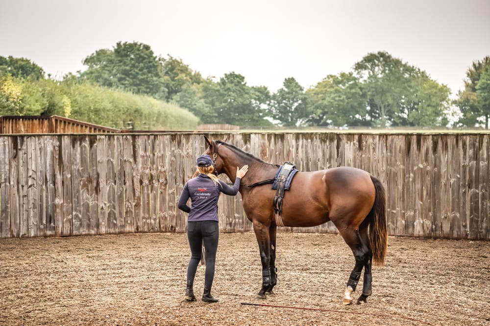 Horse Sales Preparation | Nutrition, Feeding & Expert Advice