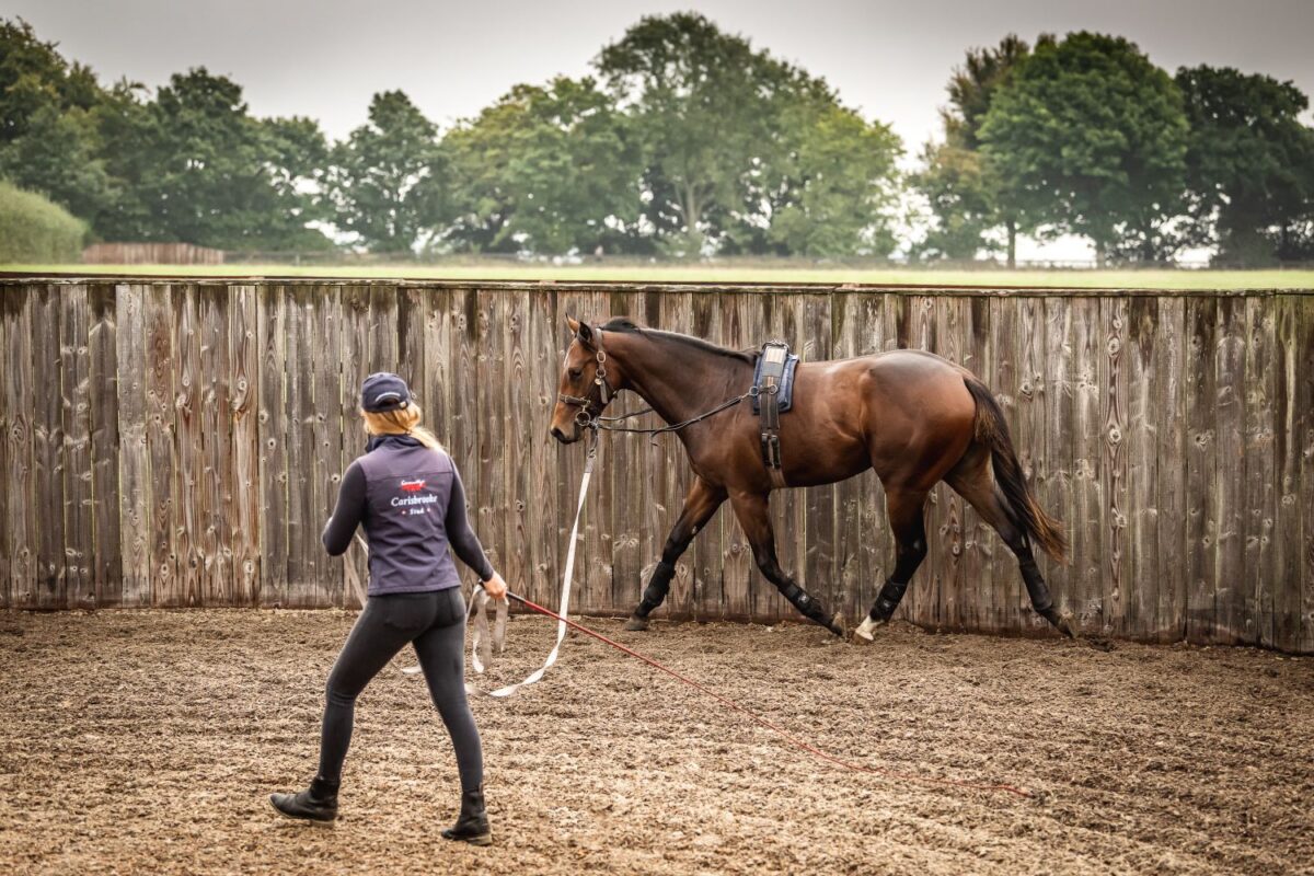 Part 1: Bone Health in Young Horses