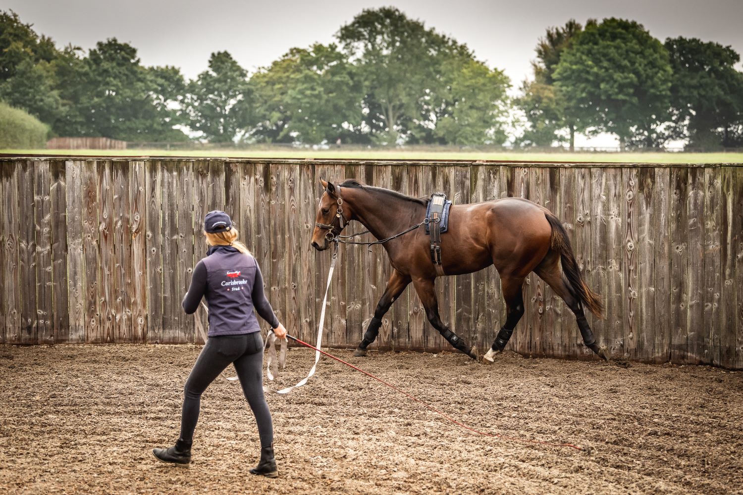 Part 1: Bone Health in Young Horses