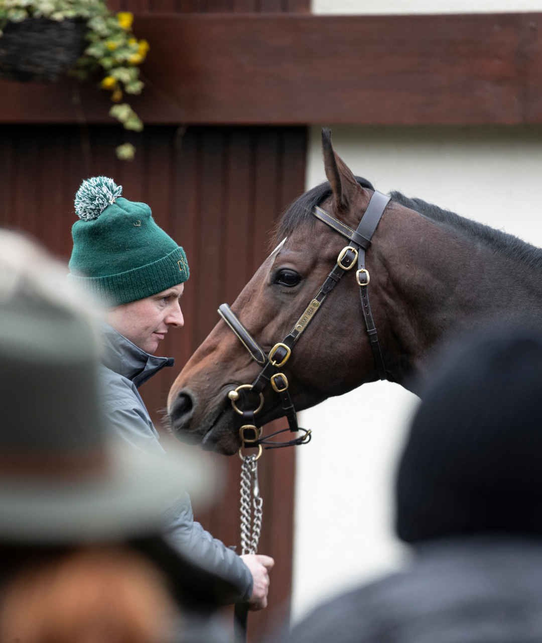 Feeding the Stallion to Maximise Performance and Fertility
