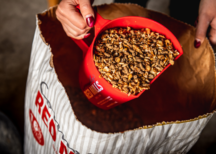 Understanding Feed Ingredients