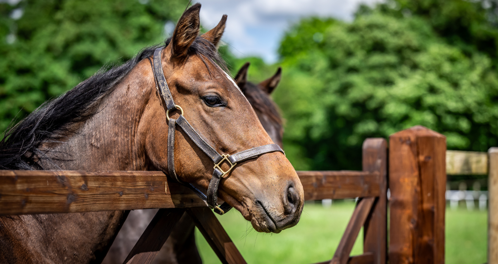 Feeding the laid back horse