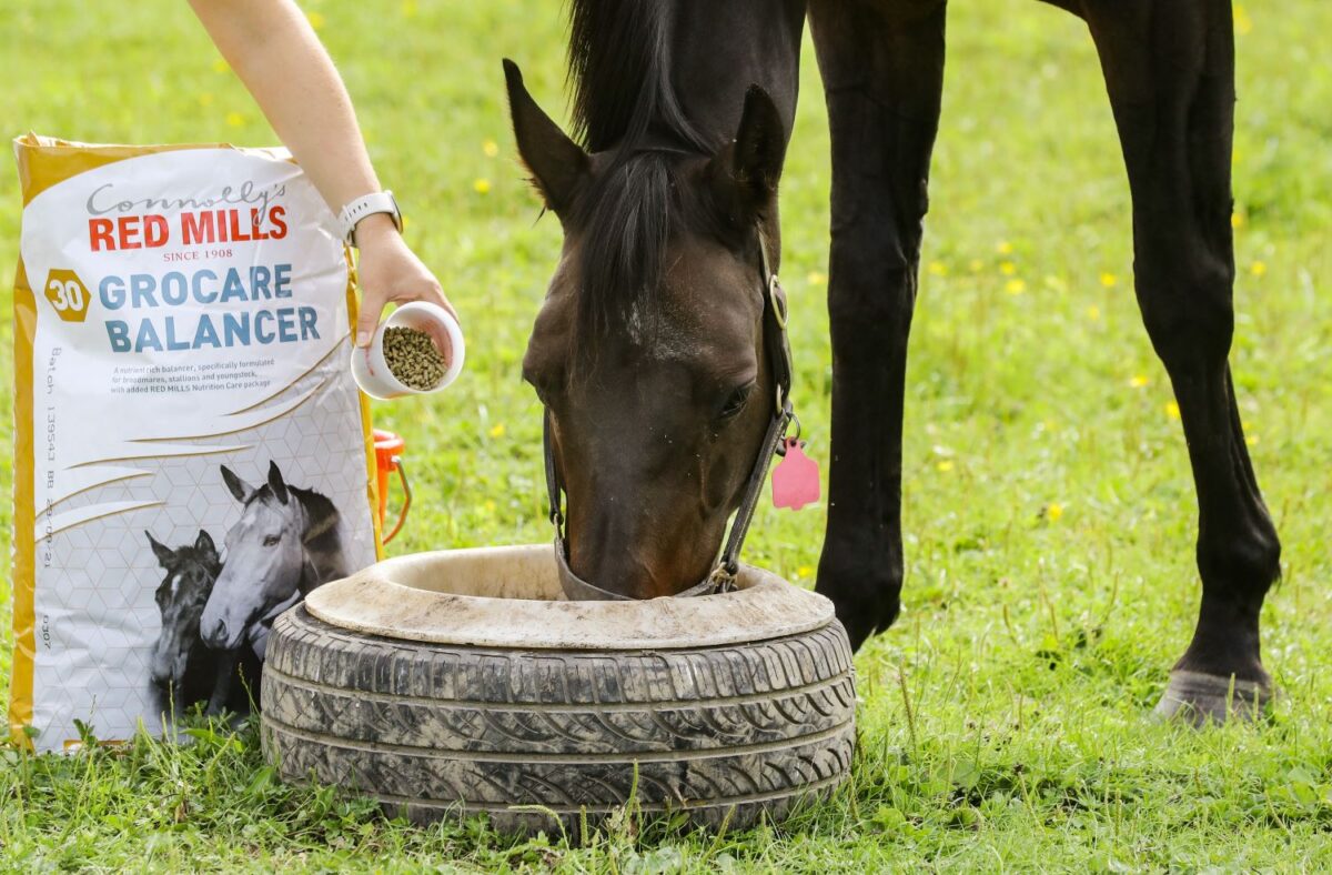 Feeding the Broodmare in Late Pregnancy & Lactation