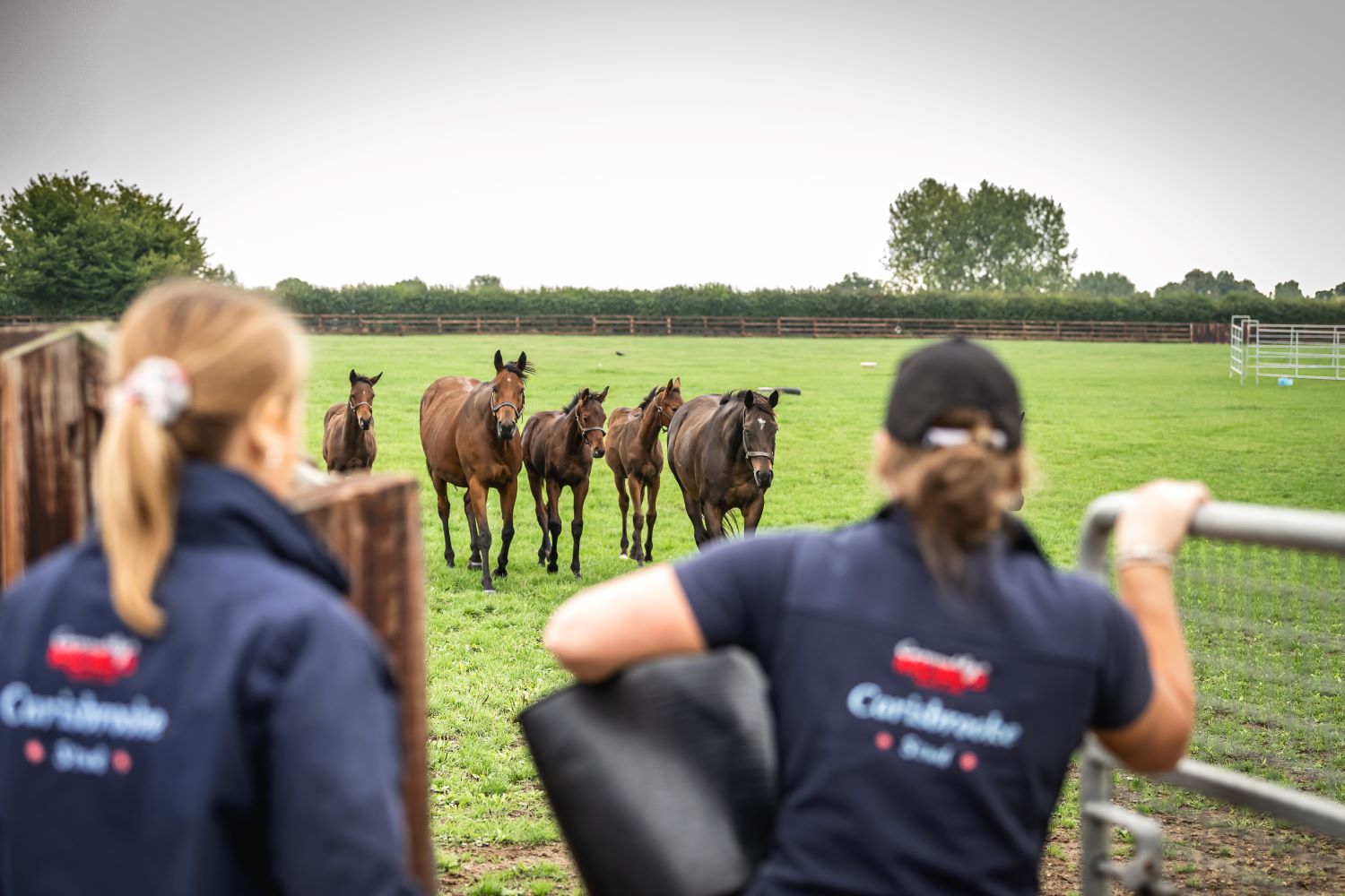 Physitis/Epiphysitis in Foals