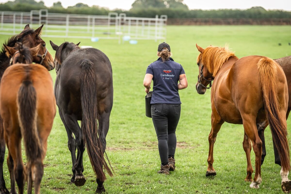 Including Soya in the Horse’s Diet