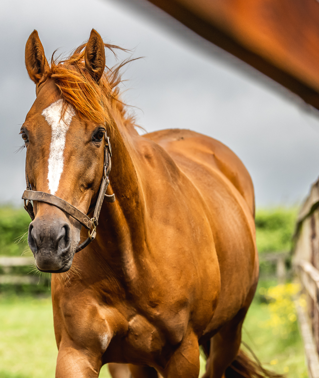 Understanding Colic in Horses: Types, Signs & Treatment