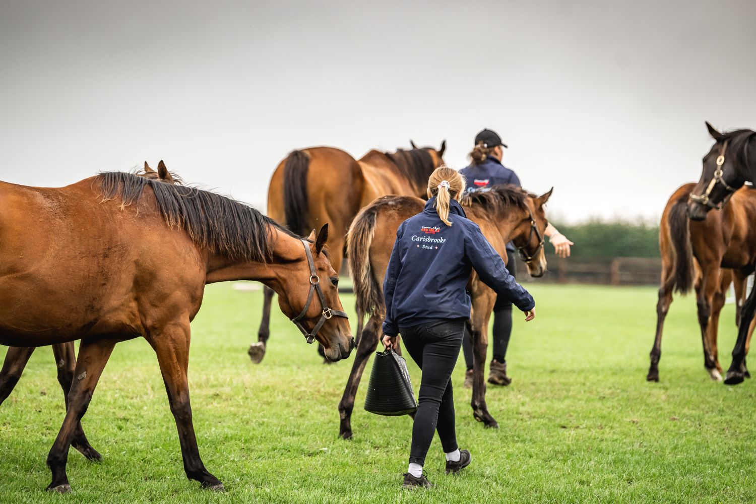A Guide on Including Equine Balancers in the Horse’s Diet