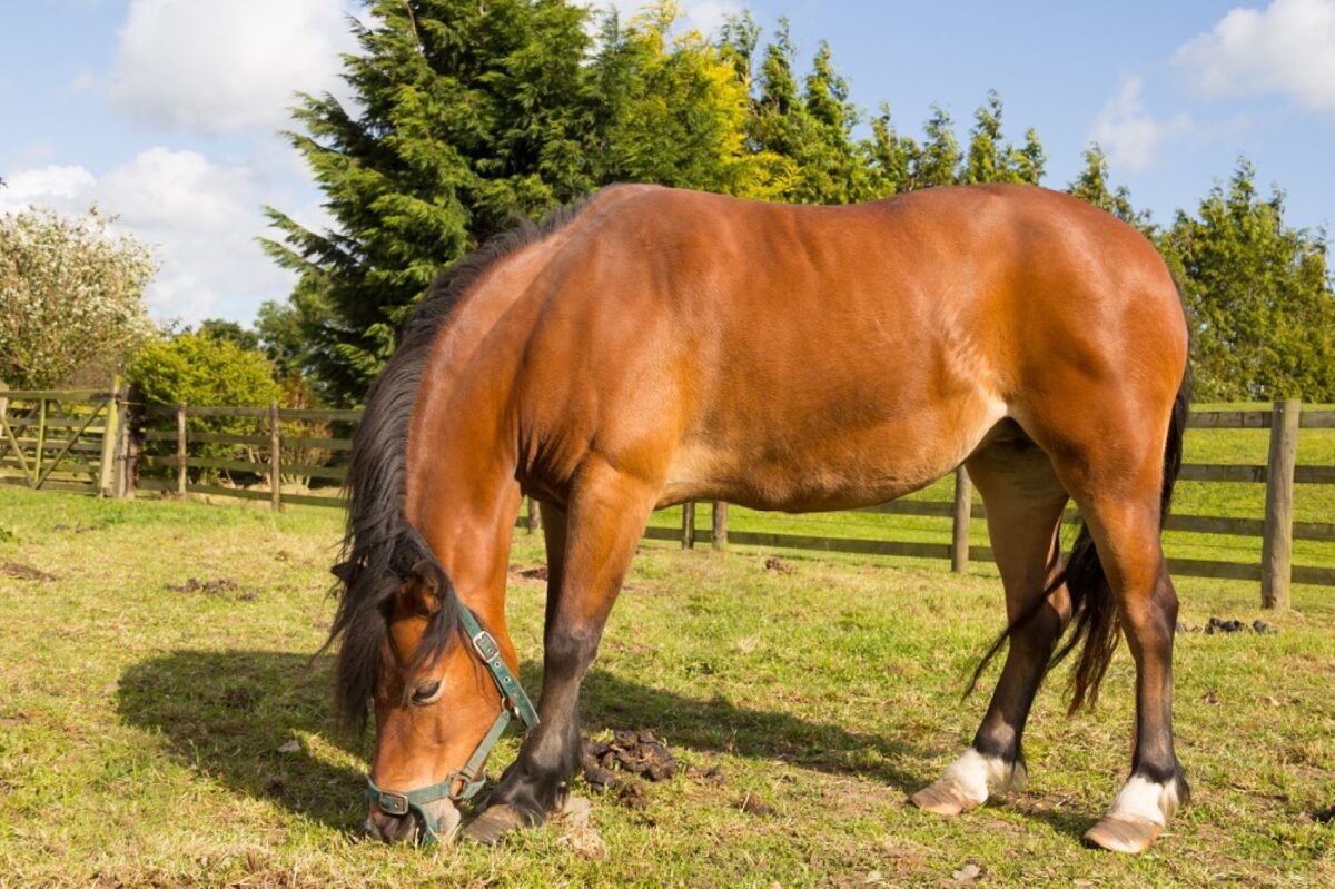 Laminitis in Horses Causes, Signs, Treatment & Prevention