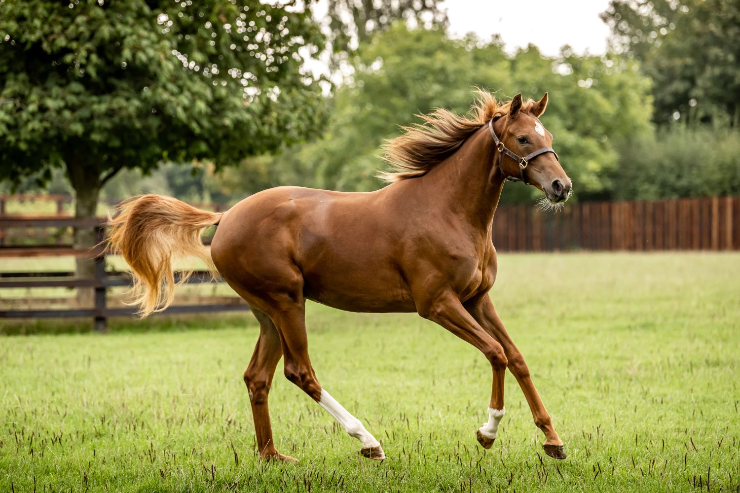 Feeding for Hoof Health in Horses