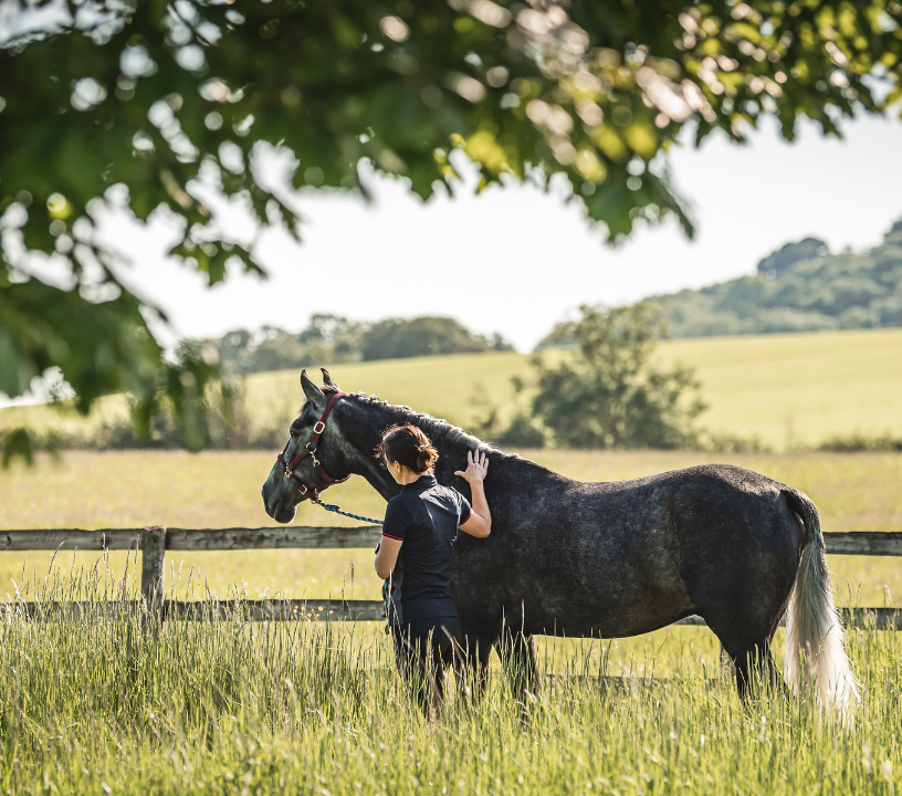 Unwanted weight loss in horses