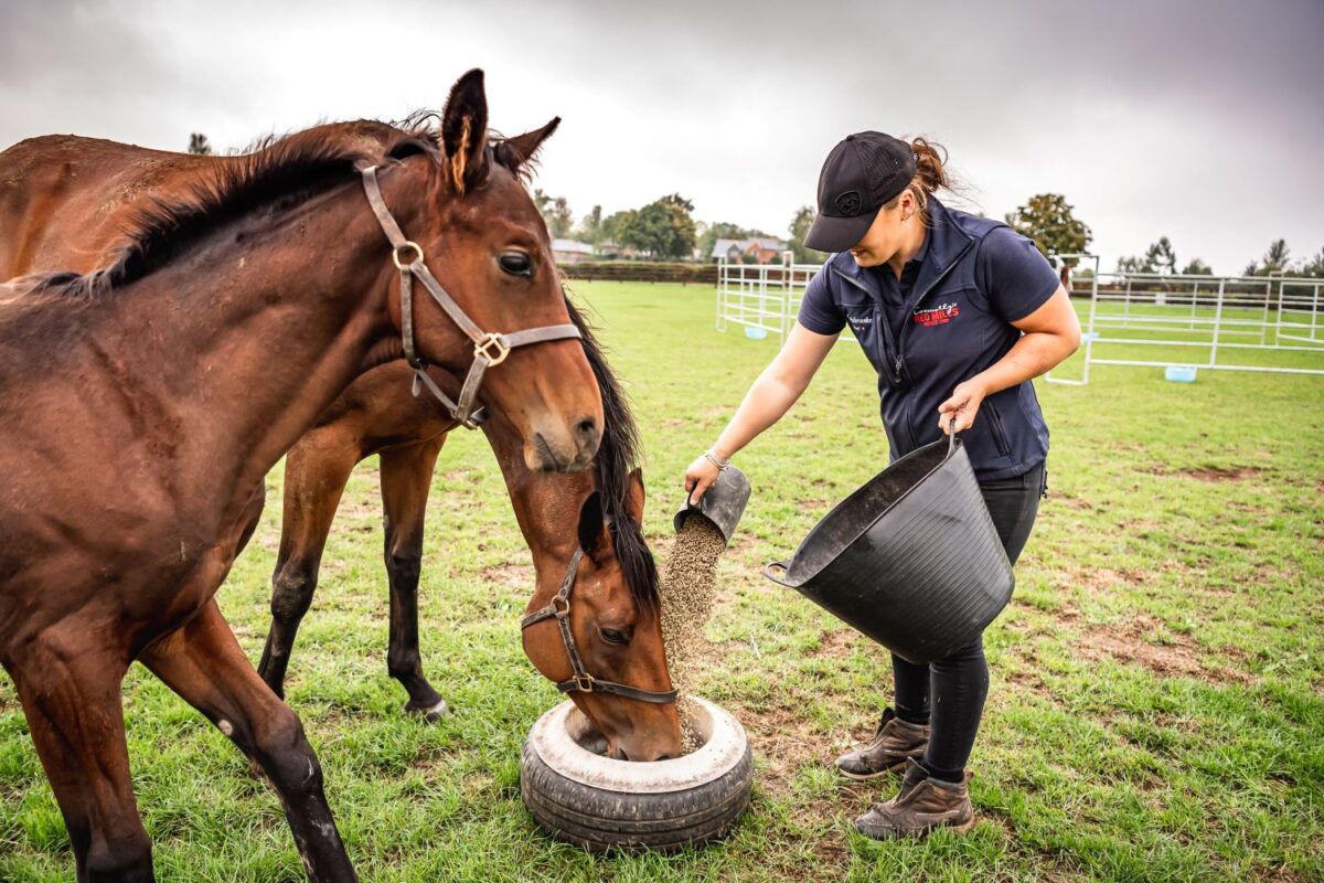 Essential Nutrients for Bone Growth in Young Horses