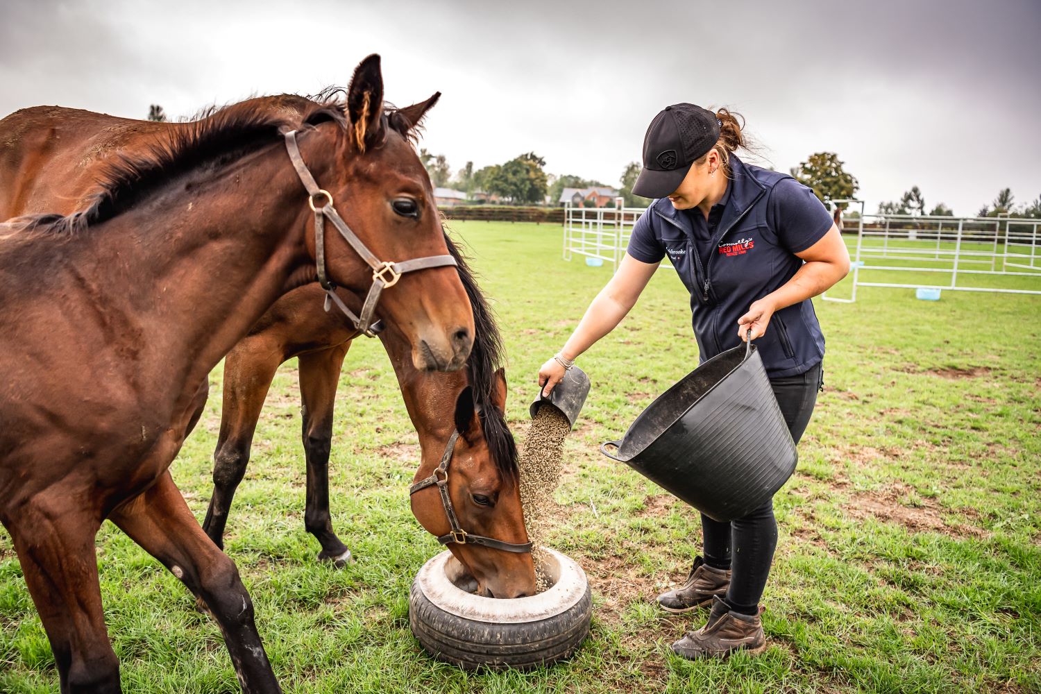 Essential Nutrients for Bone Growth in Young Horses