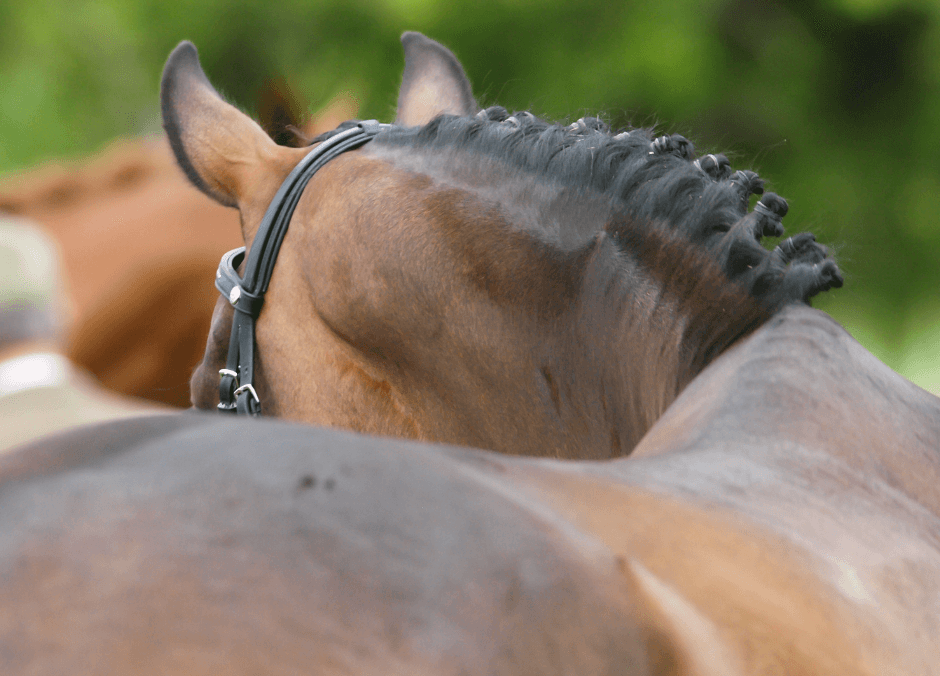 Why Has My Horse Lost Condition and Topline?