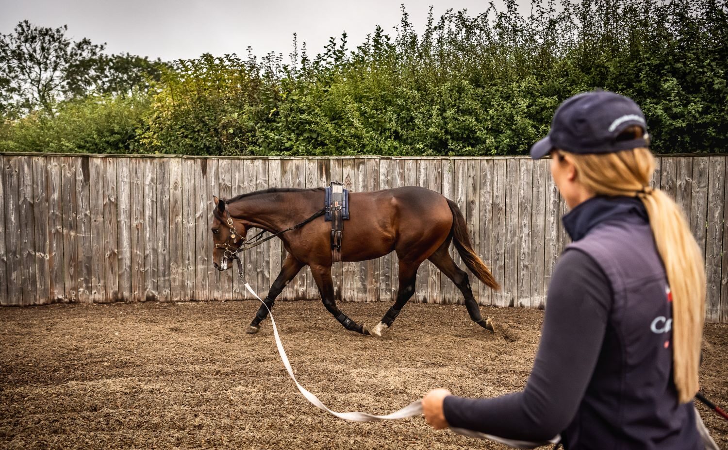 Yearling Sales Preparation: Building Condition, Muscle & Topline
