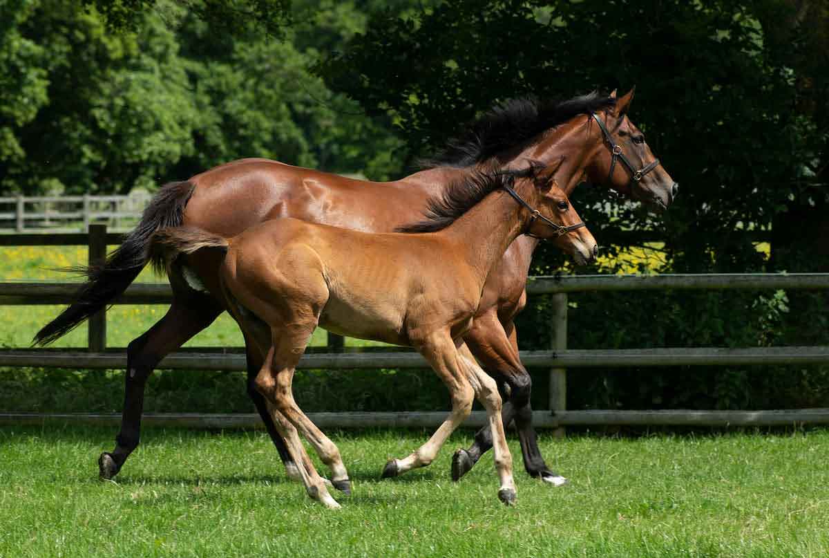 Feeding the Broodmare