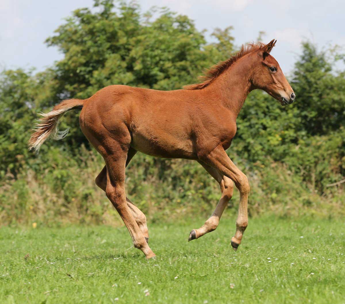 My foal is eating droppings is this normal?