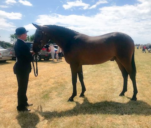 A three year old’s journey to the Dublin Horse Show