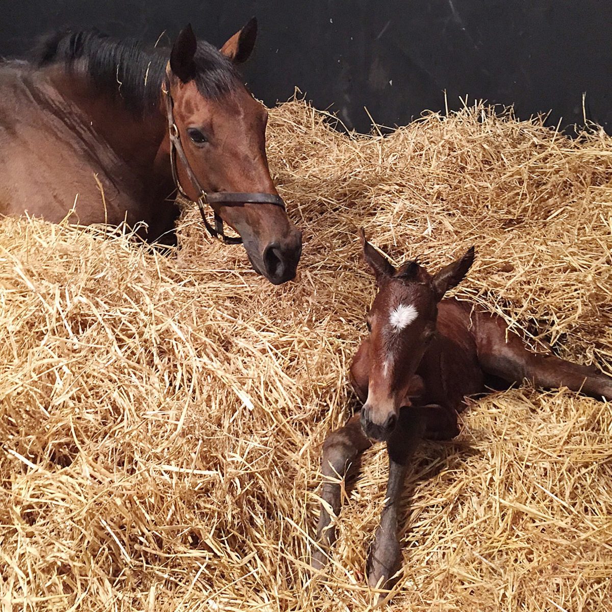 Jim Mernagh and Moyglare Stud named Breeders of the Year