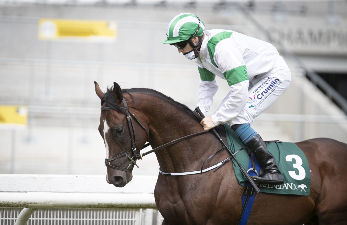 From Alcohol Free to Flooring Porter, raising a toast to Irish breeders