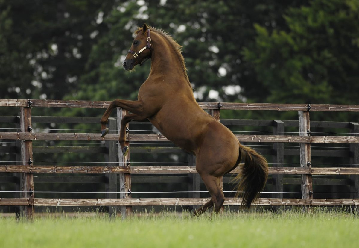 A Nutritional Approach to Behaviour Management