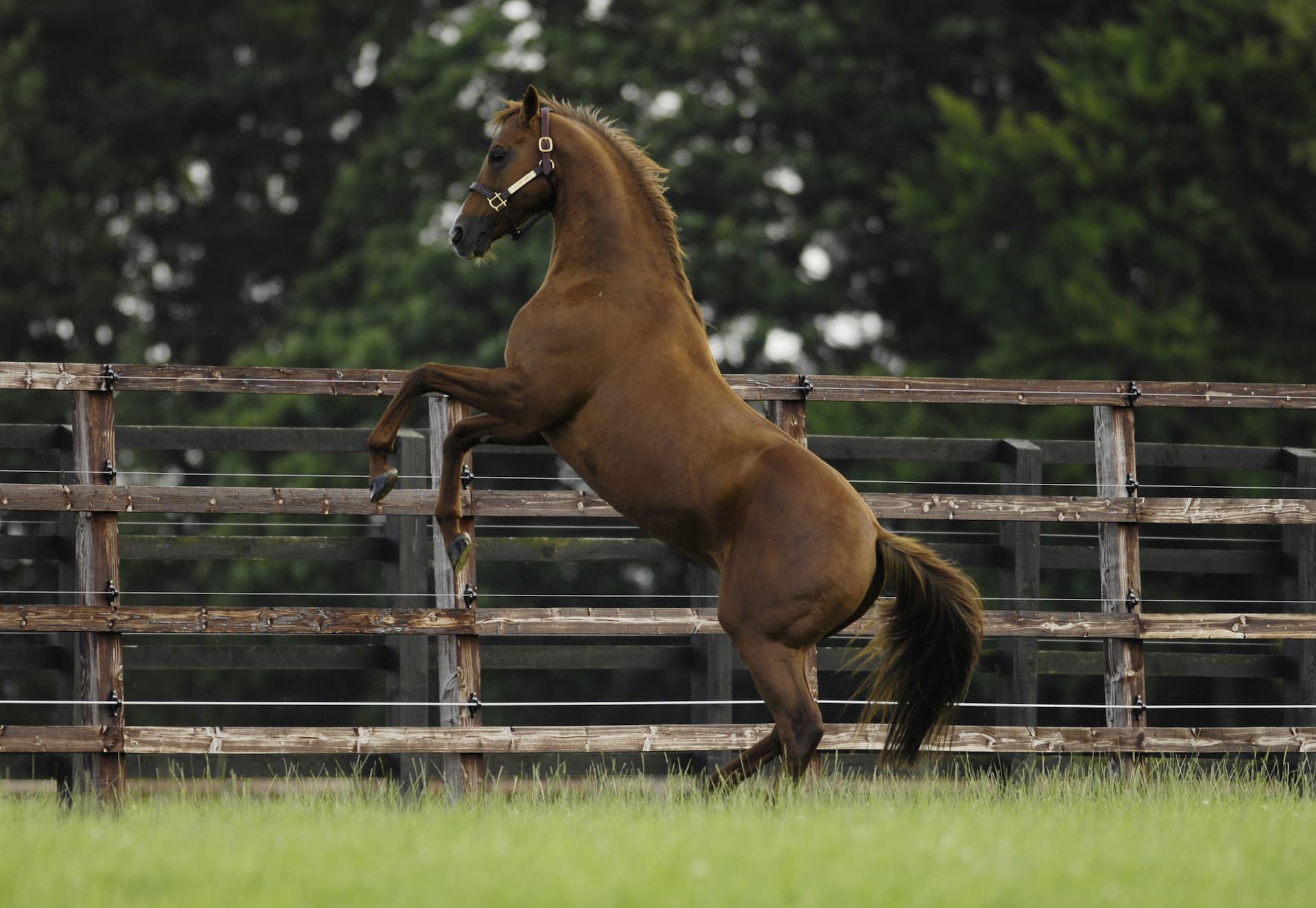 A Nutritional Approach to Behaviour Management