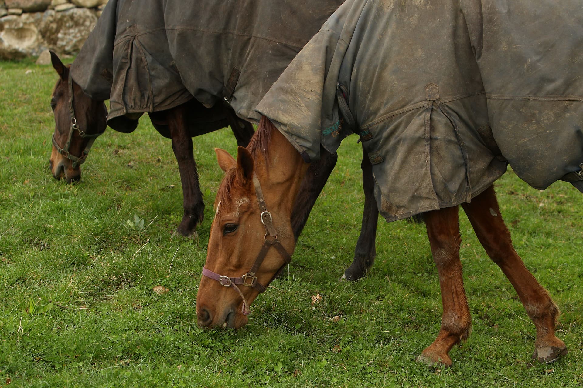 Will grass provide my horse with a balanced diet?