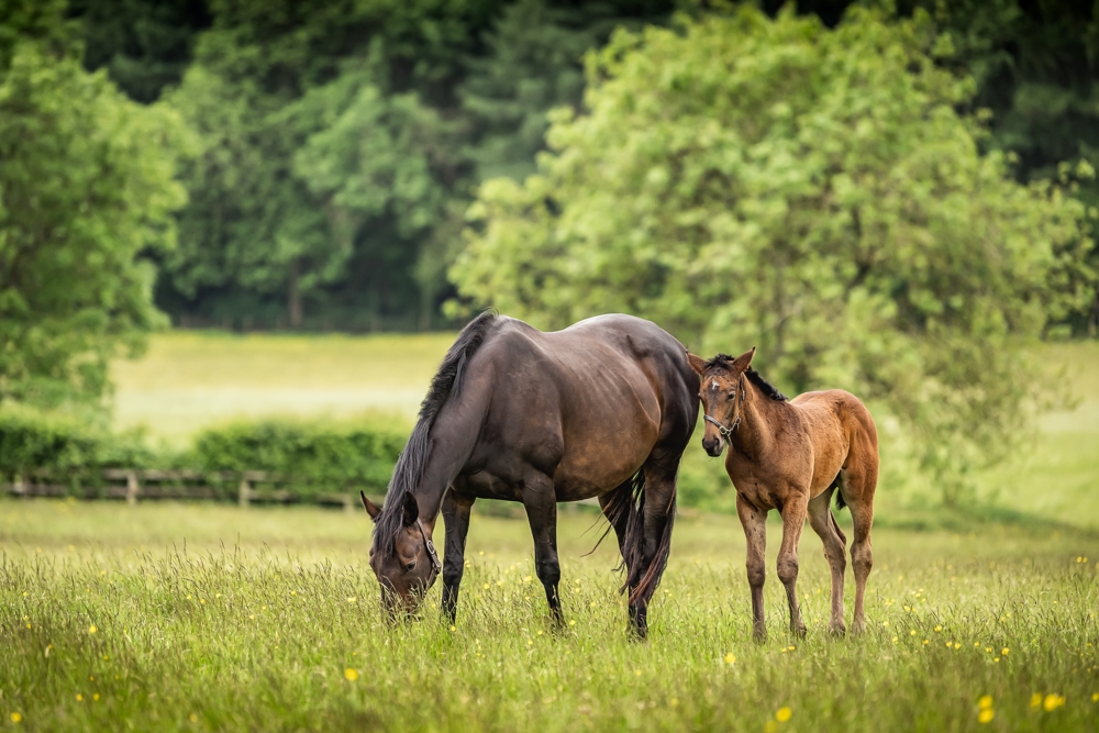 Care of the maiden mare for breeding after racing