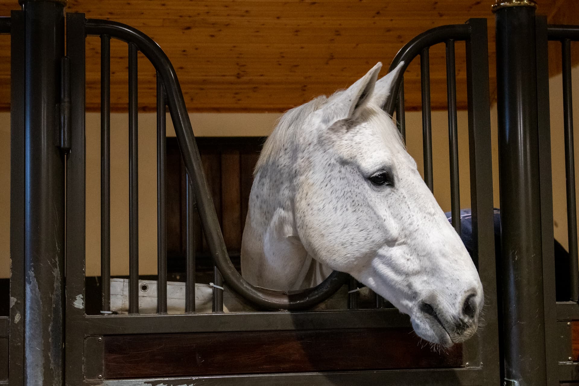 Case Study – Irish Draught in light work lacking ‘oomph’
