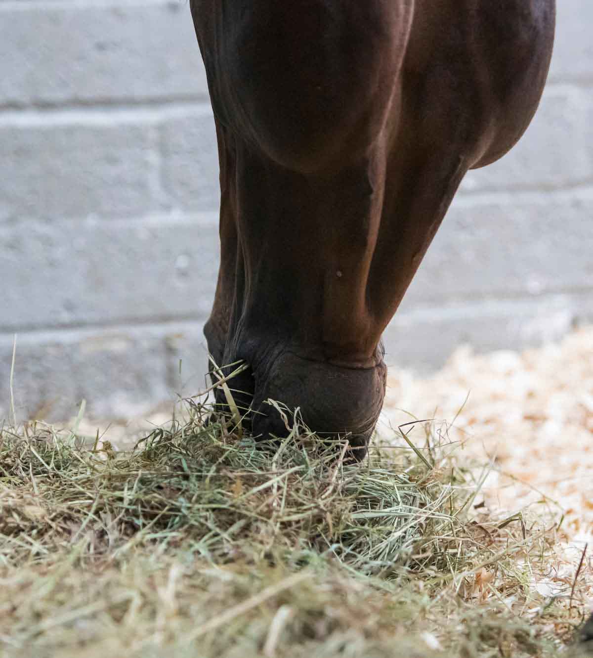 The Importance of Forage