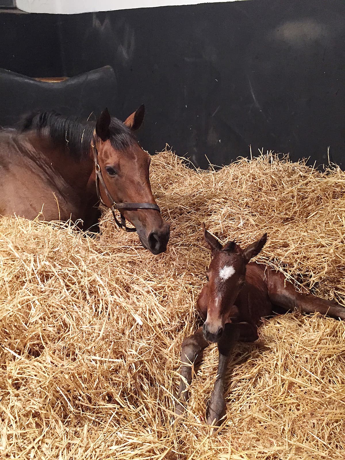The Newborn Foal