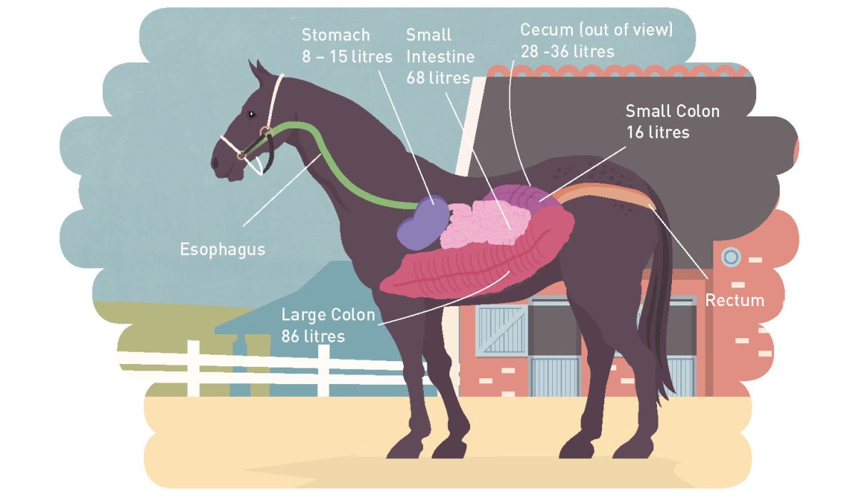 Digestion