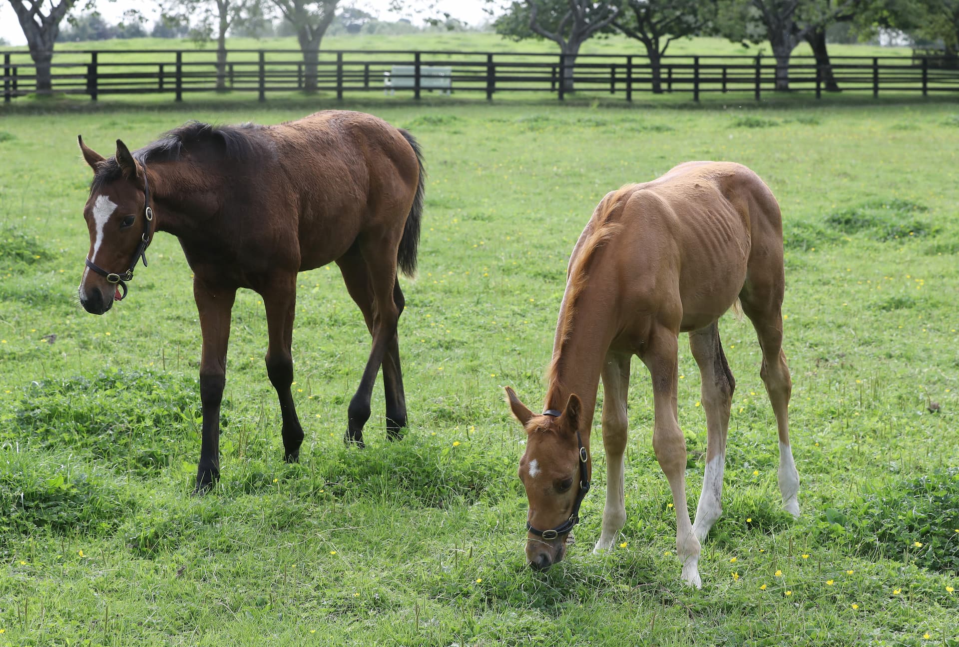 When should you introduce a creep feed?