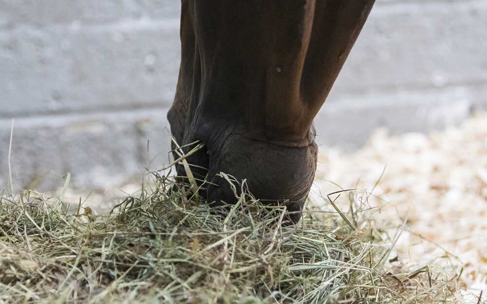 Soaking or steaming hay for horses: advantages and disadvantages