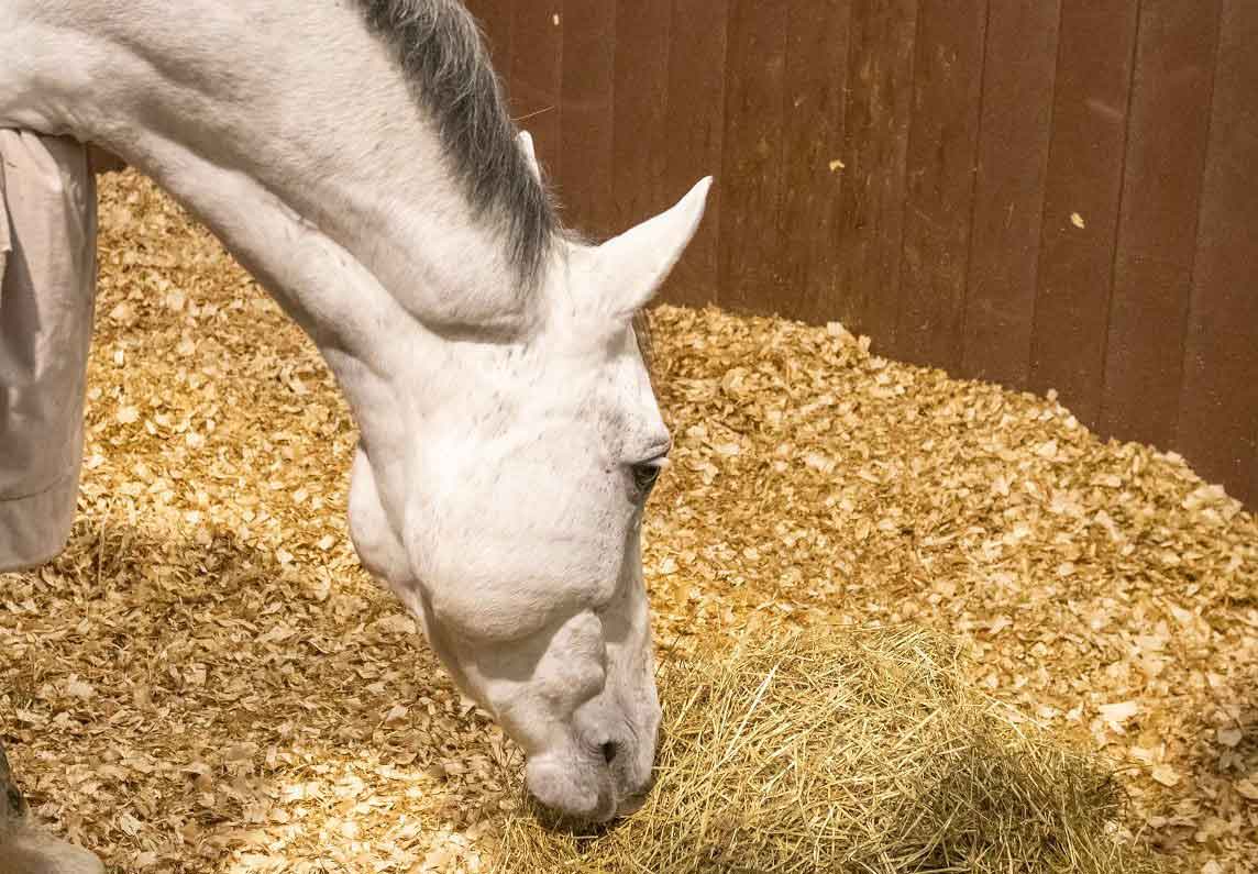 Balancing a forage only diet