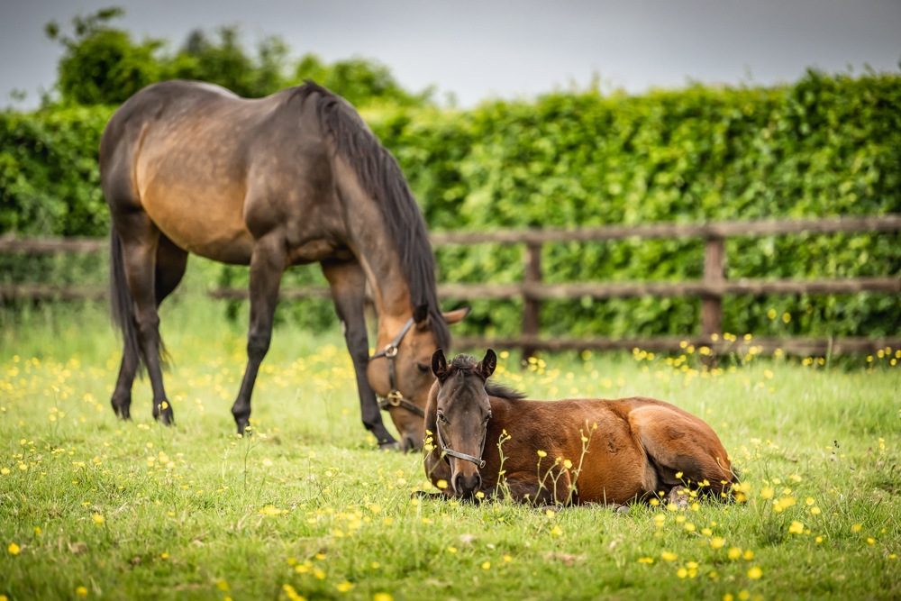 Feeding the Broodmare Through Pregnancy & Lactation