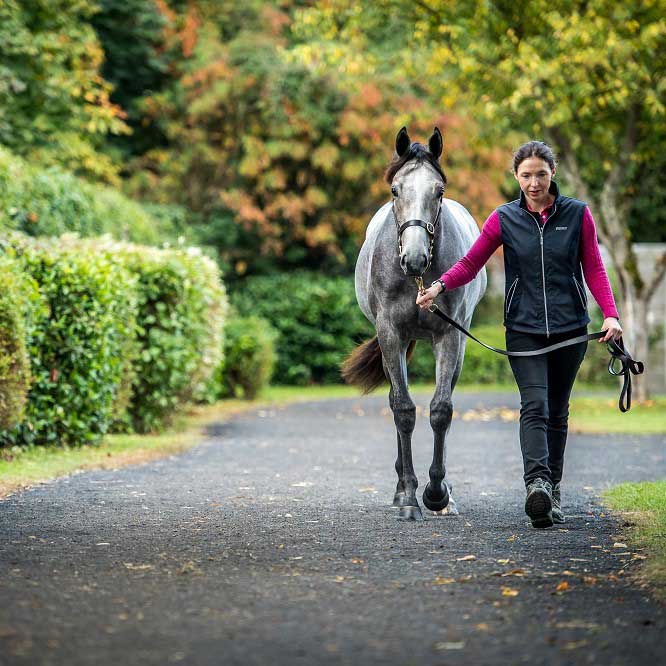 Exercising the Sales Yearling: A Guide to Sales Preparation