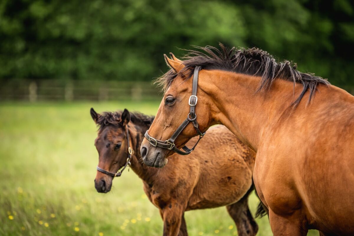 Feeding the broodmare in early and mid-pregnancy