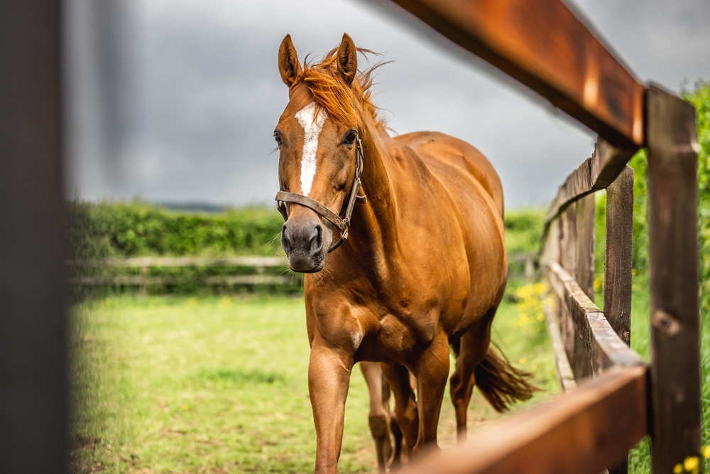 Optimising colostrum quality in Broodmares