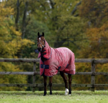 Feeding Horses in Winter