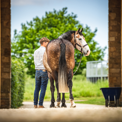 Your FAQs on Horse Care Mash