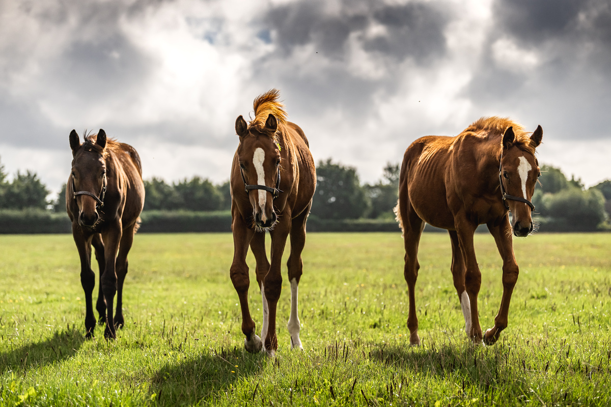 Equine Gastric Ulcer Syndrome (EGUS): More Than a Thoroughbred Problem