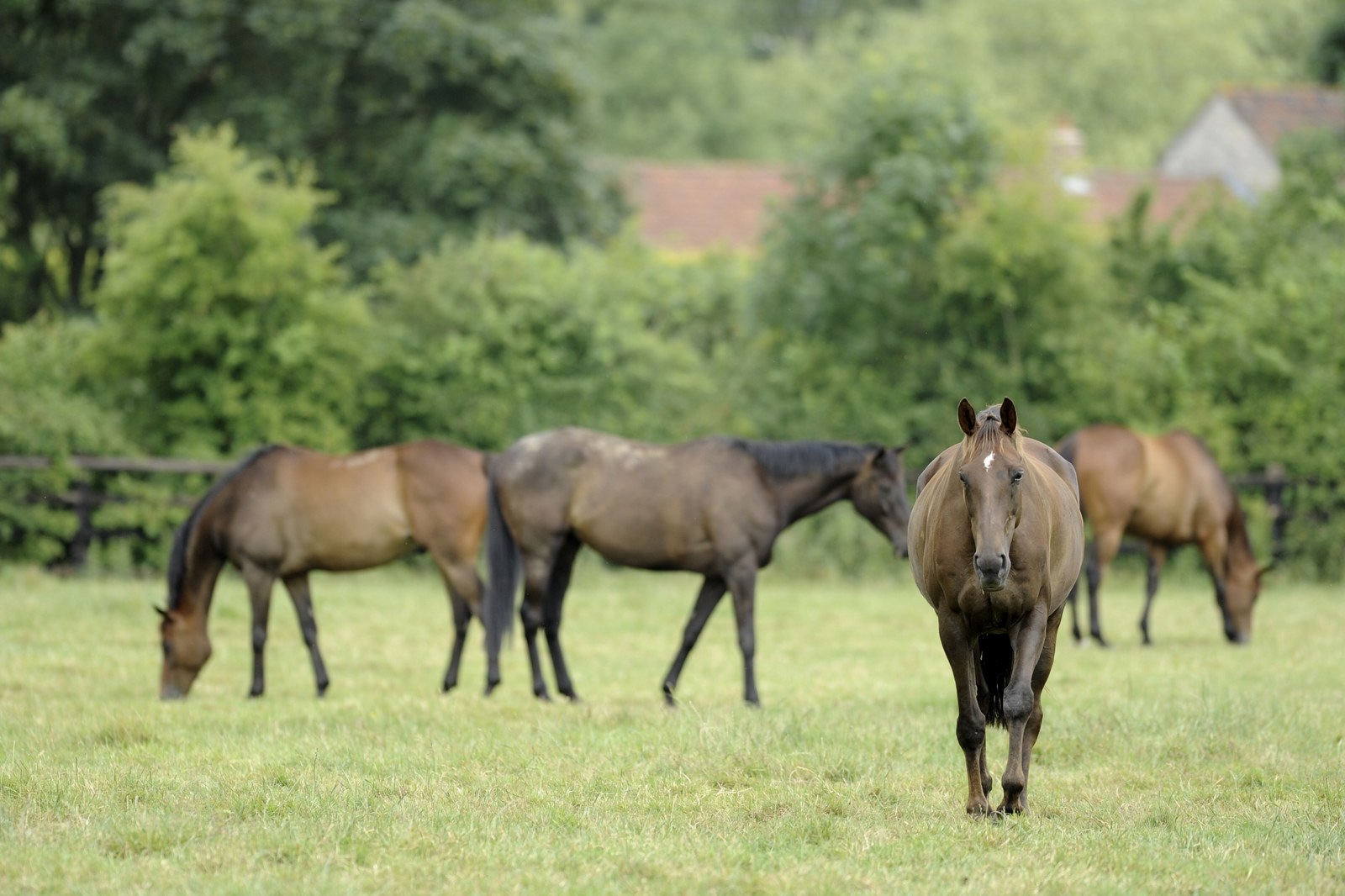 Feeding Horses with Laminitis, EMS & PPID: What You Need to Know