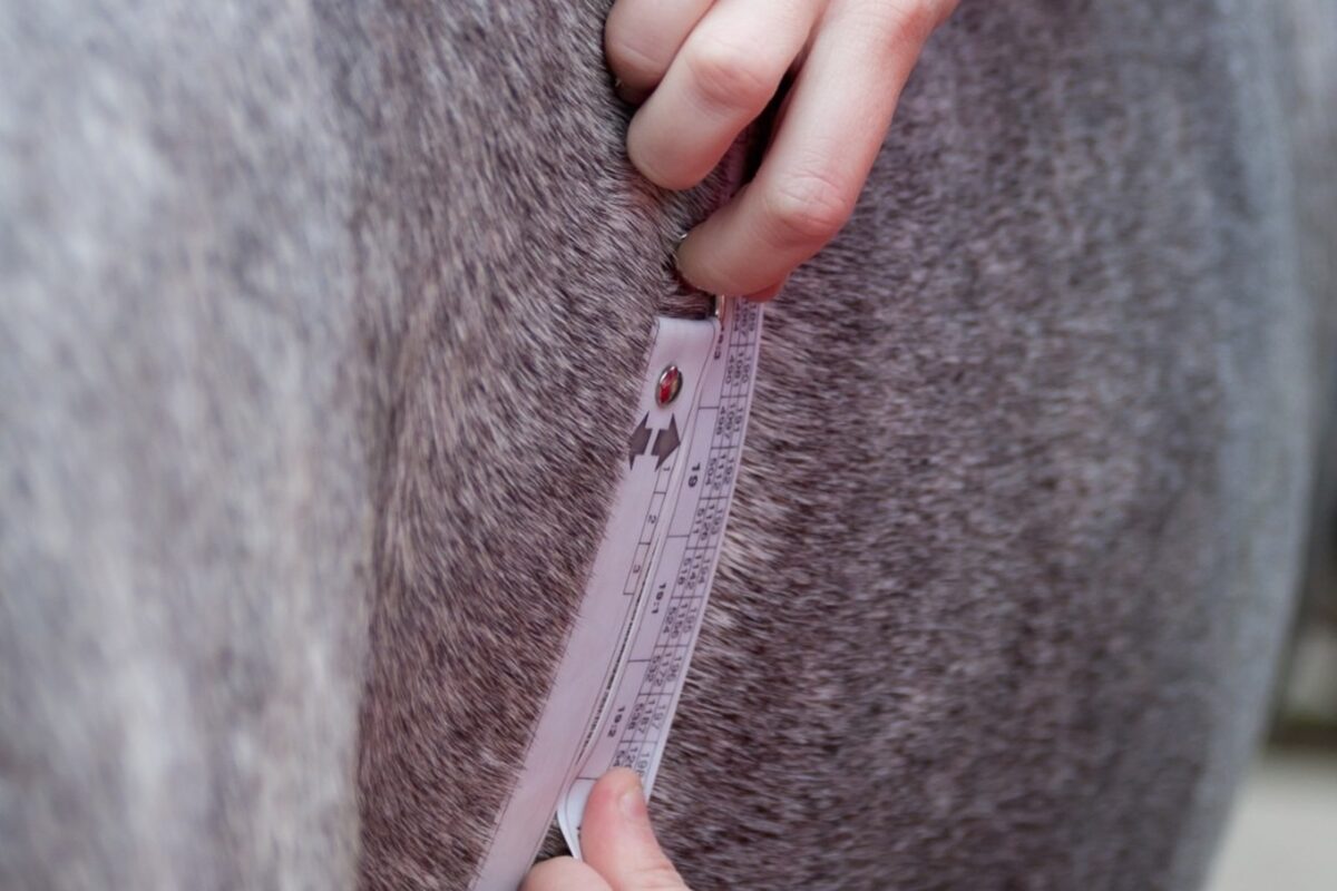 My Horse Is Overweight – Do I Need to Feed Anything at All?